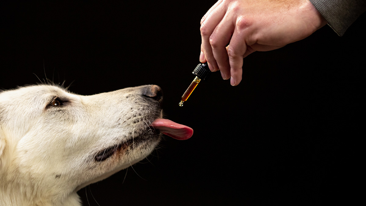Dog with his tongue out to take CBD oil from owner