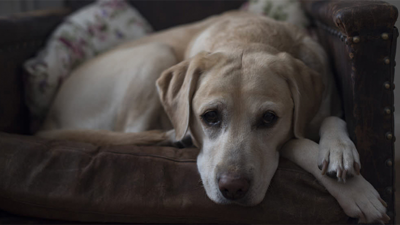 Dog with arthritis and joint paint