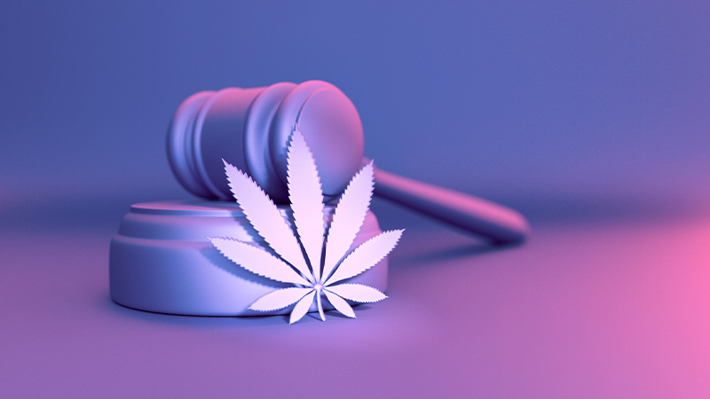 Gavel and hemp leaf in gradient purple background